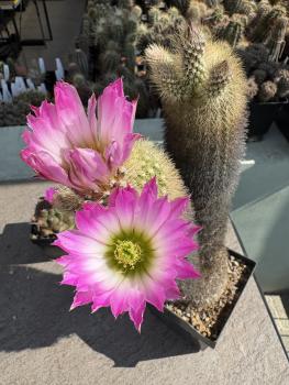 Echinocereus websterianus